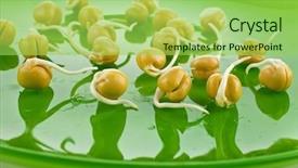  Presentation with chickpea - Colorful PPT layouts enhanced with chickpea plant - pea seeds with sprouts backdrop and a  colored foreground