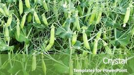  Presentation with chickpea plant - Beautiful slide deck featuring chickpea plant detail backdrop and a seafoam green colored foreground