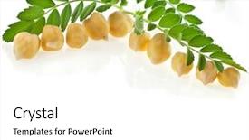  Presentation with chickpea plant - Presentation theme consisting of chickpea plant with seed isolated background and a white colored foreground