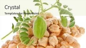  Presentation with chickpea plant - Presentation theme having chickpeas plant with seed heap background and a soft green colored foreground