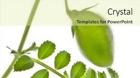  Presentation with chickpea - Theme featuring chickpeas young fresh plant macro background and a blonde colored foreground