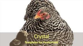  Presentation with chicks - Colorful PPT layouts enhanced with chicks hiding under mother hen backdrop and a tawny brown colored foreground