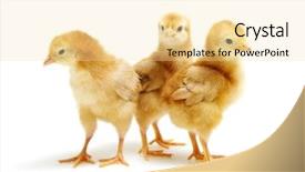  Presentation with chicks - Cool new slides with chicks isolated on white background backdrop and a blonde colored foreground