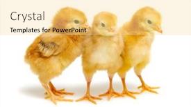  Presentation with chicks - 