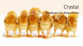  Presentation with chicks - PPT theme consisting of chicks isolated on white background background and a yellow colored foreground