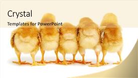  Presentation with chicks - PPT theme having chicks isolated on white background background and a yellow colored foreground