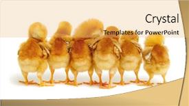  Presentation with chicks - Amazing slide deck having chicks isolated on white background backdrop and a yellow colored foreground