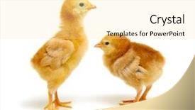  Presentation with chicks - Beautiful PPT layouts featuring chicks isolated on white background backdrop and a  colored foreground
