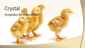  Presentation with chicks - PPT theme featuring chicks isolated on white background background and a blonde colored foreground