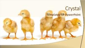  Presentation with chick - Slide set having chicks isolated on white background background and a  colored foreground