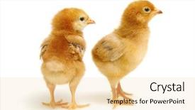  Presentation with chick - Cool new presentation design with chicks isolated on white background backdrop and a lemonade colored foreground