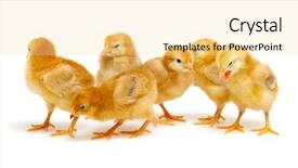  Presentation with chicks - Amazing presentation having chicks isolated on white background backdrop and a  colored foreground