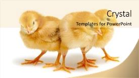  Presentation with chicks - Beautiful PPT theme featuring chicks isolated on white background backdrop and a  colored foreground