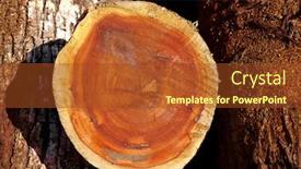  Presentation with chewing gum - Cool new slides with chico zapote manilkara zapota trunk wood from mexico rainforest chewing gum tree backdrop and a tawny brown colored foreground