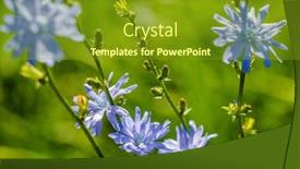  Presentation with growing - Cool new PPT theme with chicory-chicory-flowers-growing backdrop and a tawny brown colored foreground