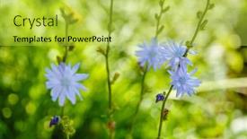 Presentation with growing - Amazing theme having chicory-chicory-flowers-growing backdrop and a yellow colored foreground
