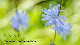 Presentation with growing - Beautiful slides featuring chicory-chicory-flowers-growing backdrop and a yellow colored foreground