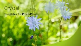  Presentation with growing - Slides having chicory-chicory-flowers-growing background and a yellow colored foreground