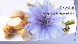  Presentation with white flowers - Theme with chicory-flowers-and-roots-close background and a light blue colored foreground