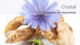  Presentation with white flowers - Slide deck enhanced with chicory-flowers-and-roots-close background and a sky blue colored foreground