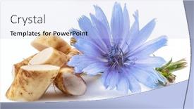  Presentation with white flowers - Slide deck enhanced with chicory-flowers-and-roots-close background and a sky blue colored foreground