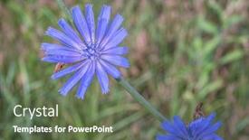  Presentation with beautiful nature - Presentation design featuring chicory-plant-in-blossom-beautiful background and a  colored foreground