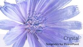  Presentation with white flowers - PPT theme having chicory-plant-in-blossom-beautiful background and a  colored foreground