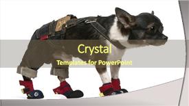  Presentation with 50 year anniversary - Presentation theme enhanced with chihuahua 1 year old dressed background and a  colored foreground