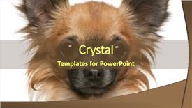  Presentation with old dog - Slides featuring chihuahua 17 months old background and a tawny brown colored foreground