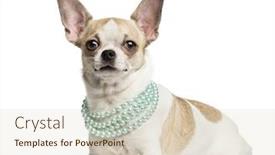  Presentation with pearl - PPT theme consisting of chihuahua 2 years old lying and wearing a pearl necklace isolated on white background and a lemonade colored foreground