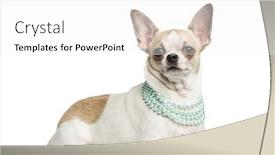  Presentation with pearl - Slide deck consisting of chihuahua-2-years-old-lying background and a white colored foreground