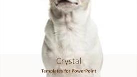  Presentation with straw - Presentation theme with chihuahua 2 years old sitting and wearing a straw hat isolated on white background and a lemonade colored foreground