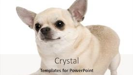  Presentation with 4 years old children and doctor - Presentation theme having chihuahua 5 years old in front of white background background and a lemonade colored foreground