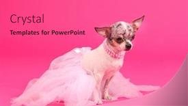  Presentation with ballerina - Slide set enhanced with chihuahua ballerina dog dancer background and a coral colored foreground