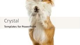  Presentation with white pom pom pom pom - Amazing theme having chihuahua begging in front of a white background backdrop and a lemonade colored foreground