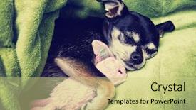  Presentation with pink and green - PPT theme enhanced with chihuahua cuddling with his pink background and a yellow colored foreground
