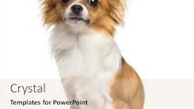  Presentation with old dog - Cool new PPT layouts with chihuahua dog 10 months old sitting and looking at camera against white background backdrop and a lemonade colored foreground