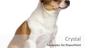  Presentation with old dog - Audience pleasing slide deck consisting of chihuahua dog 4 years old sitting and looking away against white background backdrop and a white colored foreground
