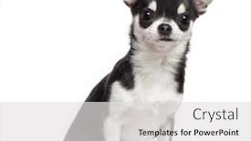 Presentation with old dog - PPT layouts enhanced with chihuahua dog 7 months old sitting against white background background and a light gray colored foreground