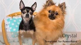  Presentation with studio - Beautiful PPT layouts featuring chihuahua dog sitting on chair in studio portrait backdrop and a coral colored foreground