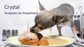  Presentation with food plate starter or entree - PPT theme featuring chihuahua eating food from plate background and a sky blue colored foreground