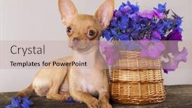  Presentation with watercolor wreath of flowers - PPT layouts with chihuahua hua and flowers background and a coral colored foreground