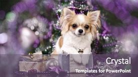  Presentation with islamic decorations decoration and motif - Amazing slides having chihuahua hua dog and christmas backdrop and a gray colored foreground