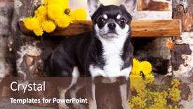  Presentation with dog - PPT theme with chihuahua-hua-dog-breed background and a tawny brown colored foreground