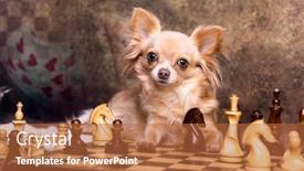  Presentation with chess - Amazing PPT layouts having chihuahua-hua-dog-playing-chess backdrop and a red colored foreground