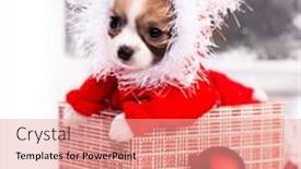  Presentation with new-year - Presentation design with chihuahua-hua-on-the-background background and a coral colored foreground