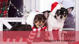  Presentation with dog christmas - Beautiful slides featuring chihuahua-hua-on-the-background backdrop and a red colored foreground