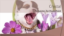  Presentation with chamomile - Amazing presentation theme having chihuahua hua puppy and flowers chamomile backdrop and a coral colored foreground