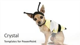  Presentation with bee - Cool new presentation design with chihuahua in a bee costume backdrop and a white colored foreground