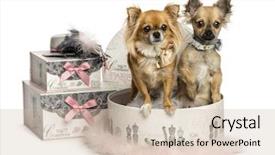  Presentation with clothing wooden clothes hanger object - Presentation design with chihuahua in a clothes box background and a soft green colored foreground